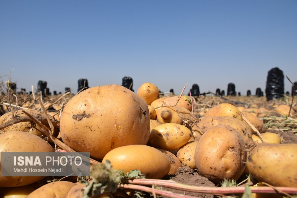 چگونگی سنجش ایمنی مواد غذایی در کشور/لزوم شناسنامه‌دار شدن زمین‌های کشاورزی